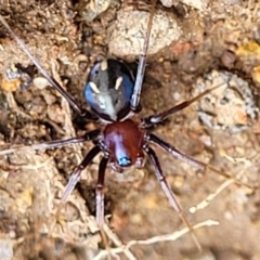 Habronestes bradleyi (Bradley's Ant-Eating Spider) at Paddys River, ACT - 3 Oct 2021 by tpreston