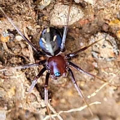 Habronestes bradleyi (Bradley's Ant-Eating Spider) at Point Hut to Tharwa - 3 Oct 2021 by trevorpreston