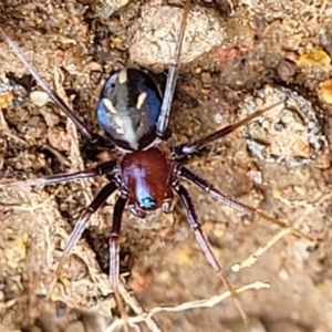 Habronestes bradleyi at Paddys River, ACT - 3 Oct 2021