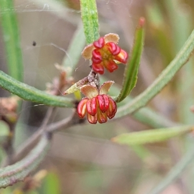 Dodonaea viscosa subsp. angustissima (Hop Bush) at Point Hut to Tharwa - 3 Oct 2021 by trevorpreston