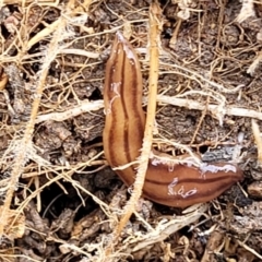 Anzoplana trilineata (A Flatworm) at Point Hut Hill - 3 Oct 2021 by trevorpreston