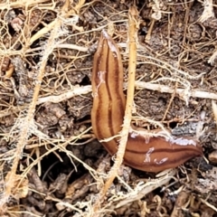 Anzoplana trilineata at Paddys River, ACT - 3 Oct 2021