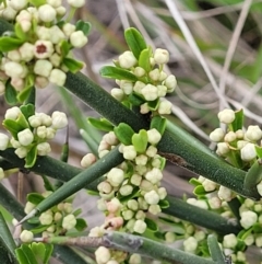 Discaria pubescens (Australian Anchor Plant) at Point Hut Hill - 3 Oct 2021 by trevorpreston