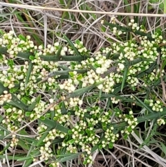 Discaria pubescens at Paddys River, ACT - 3 Oct 2021