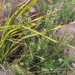 Discaria pubescens at Paddys River, ACT - 3 Oct 2021 02:55 PM