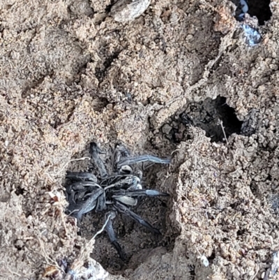 Tasmanicosa sp. (genus) (Tasmanicosa wolf spider) at Point Hut to Tharwa - 3 Oct 2021 by trevorpreston