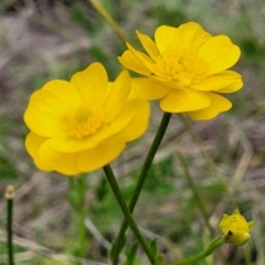 Ranunculus lappaceus (Australian Buttercup) at Point Hut to Tharwa - 3 Oct 2021 by trevorpreston