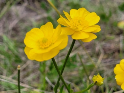 Ranunculus lappaceus (Australian Buttercup) at Paddys River, ACT - 3 Oct 2021 by trevorpreston