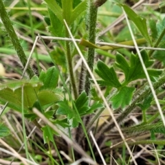 Ranunculus lappaceus at Paddys River, ACT - 3 Oct 2021