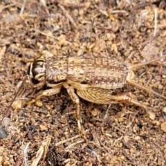 Lepidogryllus sp. (genus) (A cricket) at Point Hut Hill - 3 Oct 2021 by trevorpreston