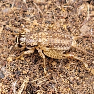 Lepidogryllus sp. (genus) (A cricket) at Paddys River, ACT - 3 Oct 2021 by trevorpreston