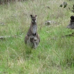 Notamacropus rufogriseus (Red-necked Wallaby) at Hawker, ACT - 2 Oct 2021 by sangio7