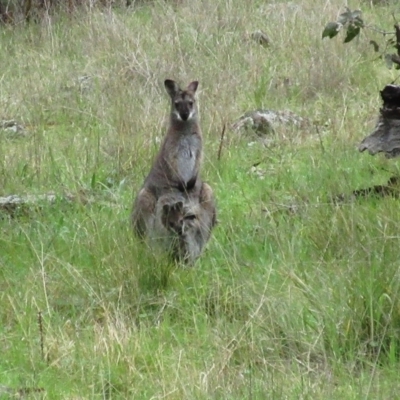 Notamacropus rufogriseus (Red-necked Wallaby) at Hawker, ACT - 2 Oct 2021 by sangio7