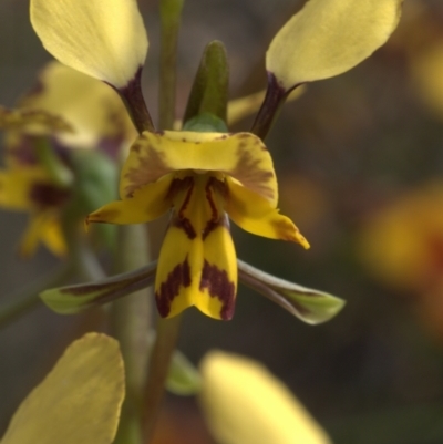 Diuris nigromontana (Black Mountain Leopard Orchid) at Holt, ACT - 2 Oct 2021 by jsgould49