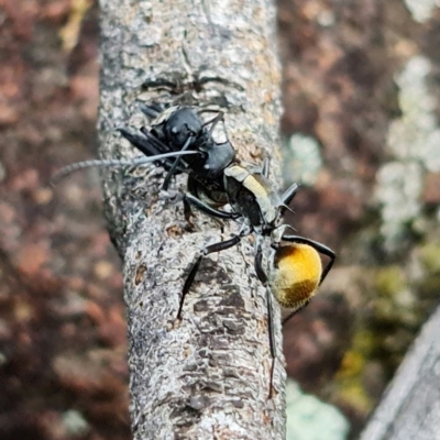 Polyrhachis ammon (Golden-spined Ant, Golden Ant) at Coree, ACT - 3 Oct 2021 by RobG1