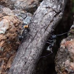 Polyrhachis ammon at Coree, ACT - 3 Oct 2021