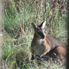Notamacropus rufogriseus (Red-necked Wallaby) at Sutton, NSW - 3 Oct 2021 by TimotheeBonnet