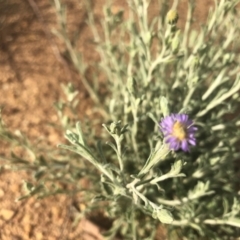 Vittadinia gracilis (New Holland Daisy) at Belconnen, ACT - 3 Oct 2021 by Dora