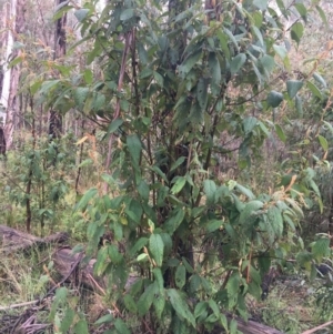 Pomaderris aspera at Paddys River, ACT - 3 Oct 2021