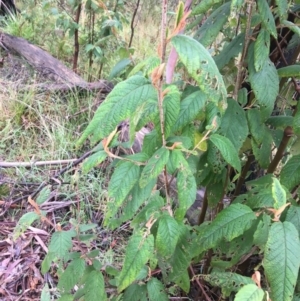 Pomaderris aspera at Paddys River, ACT - 3 Oct 2021 09:13 AM