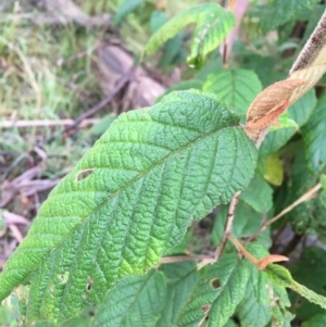 Pomaderris aspera at Paddys River, ACT - 3 Oct 2021 09:13 AM