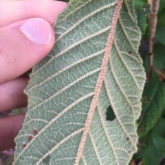 Pomaderris aspera at Paddys River, ACT - 3 Oct 2021 09:13 AM