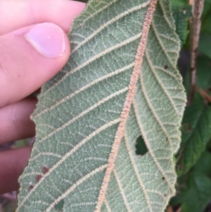 Pomaderris aspera at Paddys River, ACT - 3 Oct 2021 09:13 AM