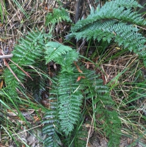 Polystichum proliferum at Paddys River, ACT - 3 Oct 2021