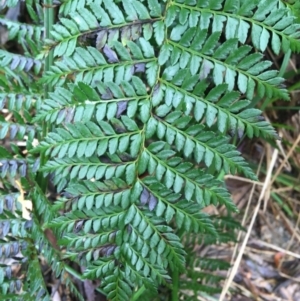 Polystichum proliferum at Paddys River, ACT - 3 Oct 2021 09:16 AM