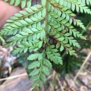 Polystichum proliferum at Paddys River, ACT - 3 Oct 2021