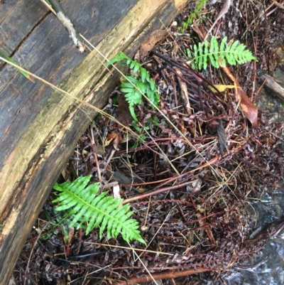 Blechnum nudum (Fishbone Water Fern) at Tidbinbilla Nature Reserve - 2 Oct 2021 by Ned_Johnston