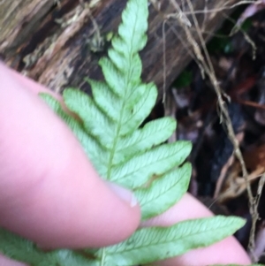 Blechnum nudum at Paddys River, ACT - 3 Oct 2021