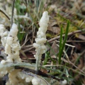 Myxomycete - past plasmodial stage at Yass River, NSW - 3 Oct 2021