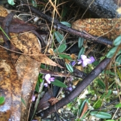 Hovea heterophylla (Common Hovea) at Tidbinbilla Nature Reserve - 2 Oct 2021 by Ned_Johnston