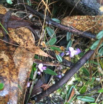 Hovea heterophylla (Common Hovea) at Paddys River, ACT - 2 Oct 2021 by Ned_Johnston