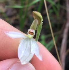 Caladenia carnea (Pink Fingers) at Paddys River, ACT - 2 Oct 2021 by Ned_Johnston