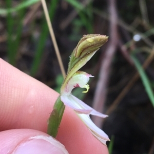 Caladenia carnea at Paddys River, ACT - suppressed