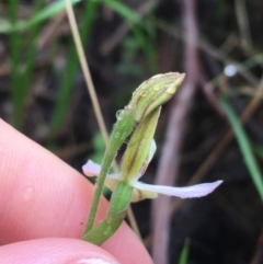 Caladenia carnea at Paddys River, ACT - suppressed