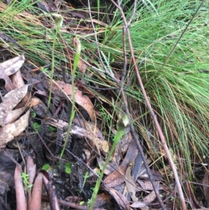 Pterostylis pedunculata at Paddys River, ACT - 3 Oct 2021