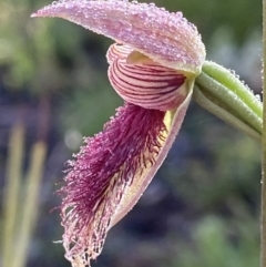Calochilus platychilus (Purple Beard Orchid) at Downer, ACT - 3 Oct 2021 by AJB