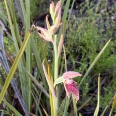 Calochilus platychilus at Downer, ACT - suppressed