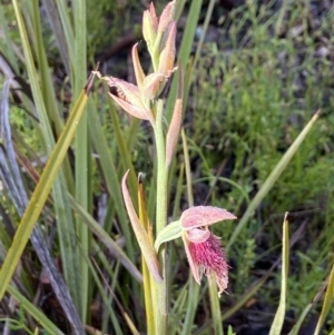 Calochilus platychilus at Downer, ACT - suppressed