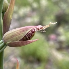 Calochilus platychilus at Downer, ACT - suppressed