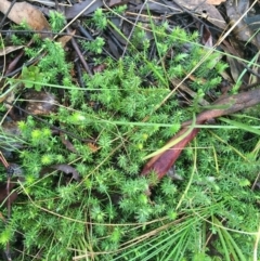 Acrotriche serrulata (Ground-berry) at Paddys River, ACT - 2 Oct 2021 by Ned_Johnston