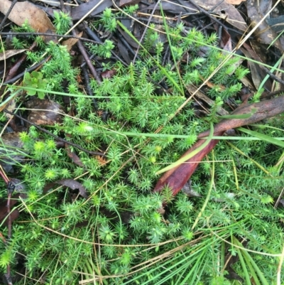Acrotriche serrulata (Ground-berry) at Paddys River, ACT - 3 Oct 2021 by NedJohnston
