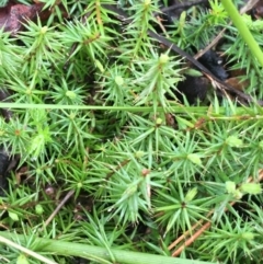 Acrotriche serrulata at Paddys River, ACT - 3 Oct 2021