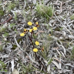 Diuris pardina (Leopard Doubletail) at Throsby, ACT - 3 Oct 2021 by KristineMR