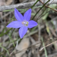 Wahlenbergia capillaris (Tufted Bluebell) at Jerrabomberra, NSW - 3 Oct 2021 by Steve_Bok