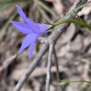 Wahlenbergia capillaris at Jerrabomberra, NSW - 3 Oct 2021 04:52 PM