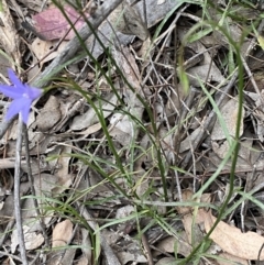 Wahlenbergia capillaris at Jerrabomberra, NSW - 3 Oct 2021